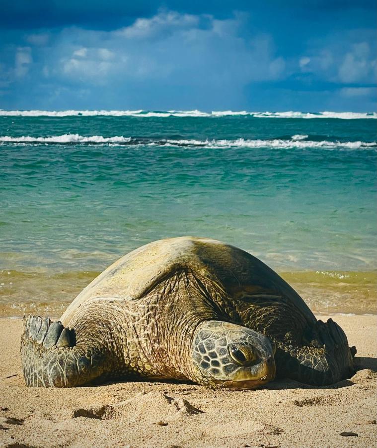 Explore Maui'S Diverse Campgrounds And Uncover The Island'S Beauty From Fresh Perspectives Every Day As You Journey With Aloha Glamp'S Great Jeep Equipped With A Rooftop Tent パイア エクステリア 写真